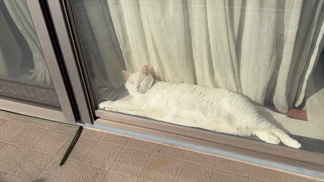 そらちゃん6月21日（日）参加ねこちゃんのご紹介 | 幕張 ねこの譲渡会