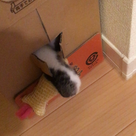 動画の画像