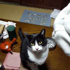 遊んでもらいましたの画像