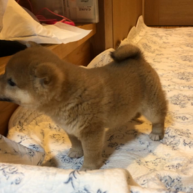 興味しんしんの画像