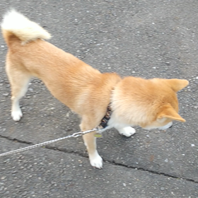 犬の遊びの画像