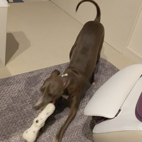 犬目線で遊べるパパの画像