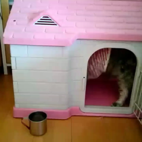 愛犬ティアラの画像