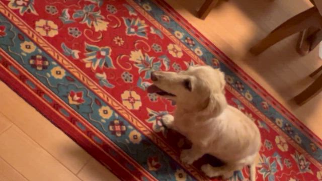 ちぃ（１８歳）の誕生日❤️の記事動画