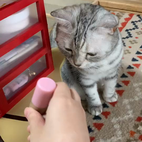 初 動画の画像