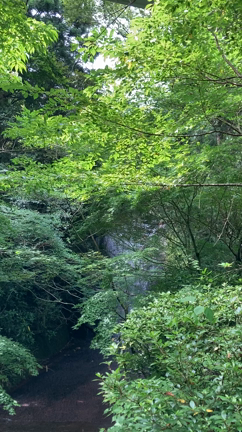 #最近撮った写真はの記事動画