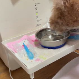 モモ元気でずの画像