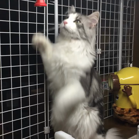 りんりん (￣□￣;) え〜の画像