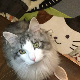 クワッ (｀･ω･´)ｷﾘｯ ぱちぱちパン〜チの画像