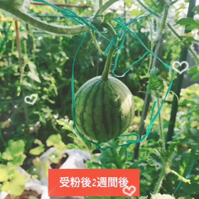 2022/06/26の画像