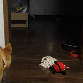 何かに吠えるくま【動画】の画像