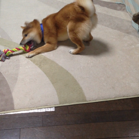 暴れるくまの画像