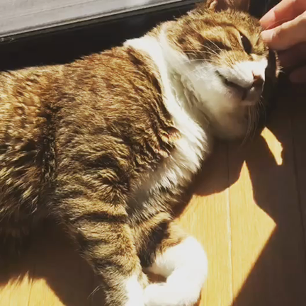 ごろごろの記事動画