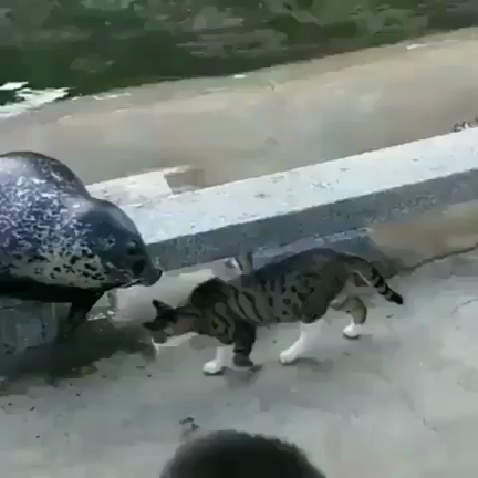 本日もの記事動画