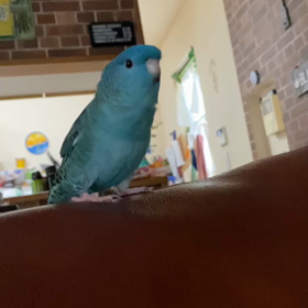 サザナミインコのしーちゃんお歌練習中！の画像