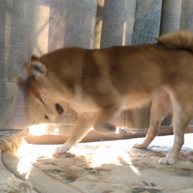 ☆柴犬の里親探しのご協力お願い致します☆のサムネイル画像
