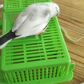 怖いから(文鳥)の画像