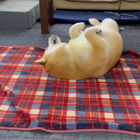 幸せがゴロゴロな朝の画像