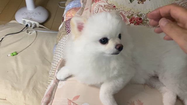 ヒナちゃんがやってきたの記事動画