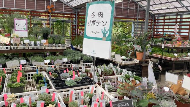 京都ガーデニングショップめぐり①ロビンガーデンの記事動画