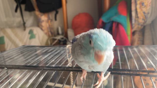 まめたん　まもなく10才の記事動画