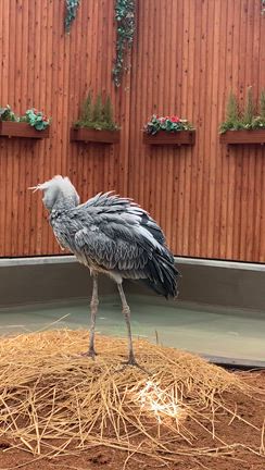 掛川花鳥園の花と鳥さんの写真の記事動画