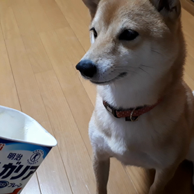無我夢中まめたんの画像