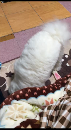 嬉しい品々の記事動画