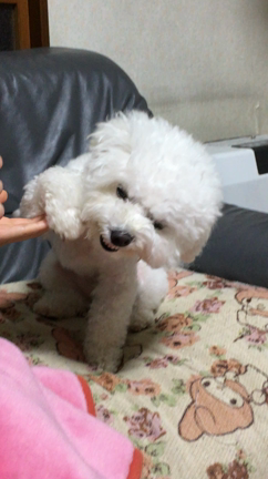 まめベルの記事動画