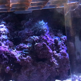 マメスナ日記  得体の知れない生き物発生 多分ウミヒドラ (動画あり)の画像