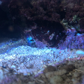 【マメスナ日記】ヤドカリのような生き物を発見の画像