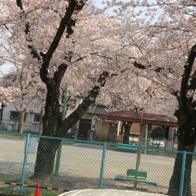 桜散らないで　桜吹雪の画像