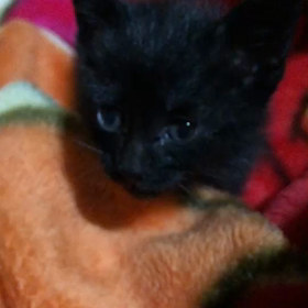 仔猫ちゃんの画像