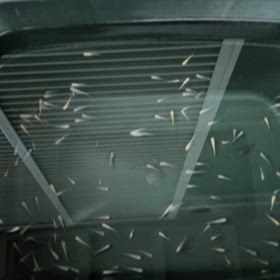 メダカ越冬の画像