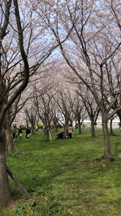 お花見！その2の記事動画
