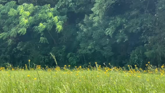 森林浴の休日の記事動画