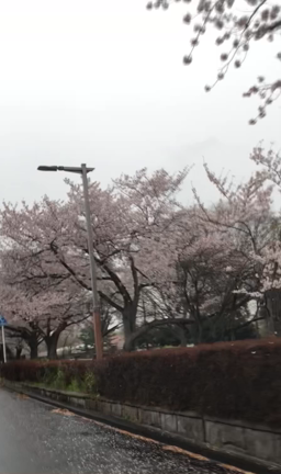 春ですがの記事動画