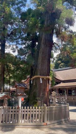 大神神社と枝垂れ桜の記事動画