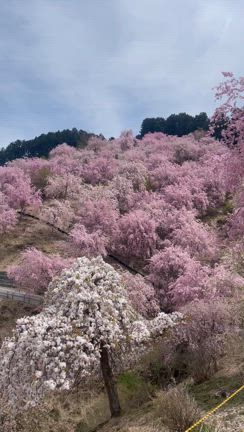 奈良県の高見の郷はまるで天空の楽園でした！の記事動画