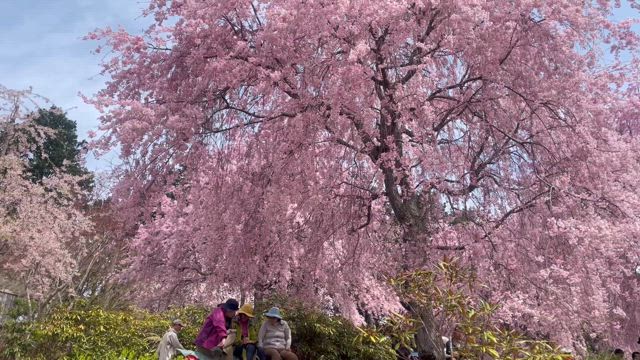 奈良県の高見の郷はまるで天空の楽園でした！の記事動画