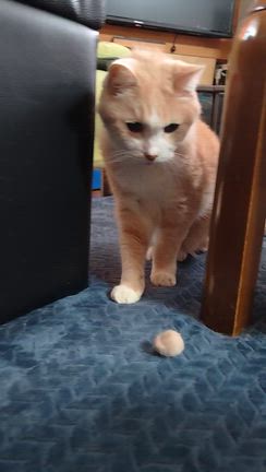 ちろる　久しぶりの遊びの記事動画