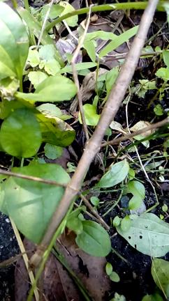 デジカメの得意分野を探りつつ、虫＆花撮影 ７の記事動画