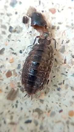 わらじむしのお食事の記事動画