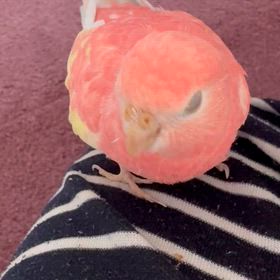 怒る ももたの画像