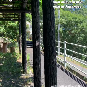 蝉の鳴き声の画像