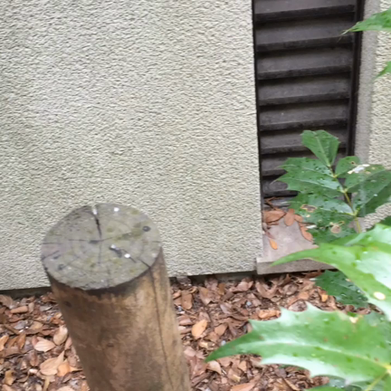 夜ハワイ第719夜   ハワイで雨 名古屋でアラレの記事動画