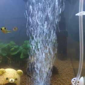 最近の出来事まとめ（アベニー編）の画像