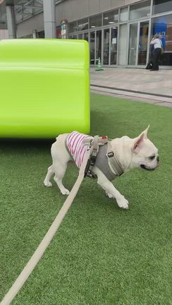ひるんぽの記事動画