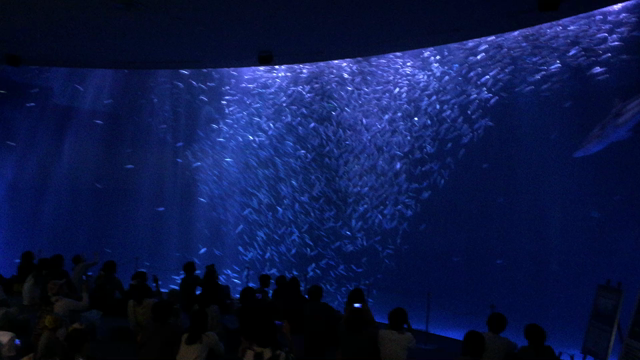 ☆平日の名古屋港水族館②マイワシのトルネード☆の記事動画