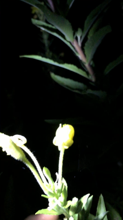 ☆山梨旅行⑥2日目夜にナイトハイクde神秘的な夜☆の記事動画